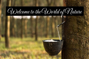 Natural Organic Mattresses